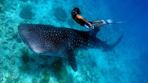 Dive Resorts