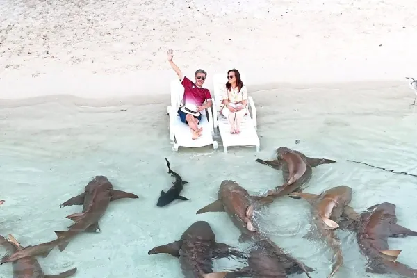 Thinadhoo Nurse Sharks Swimming and Watching