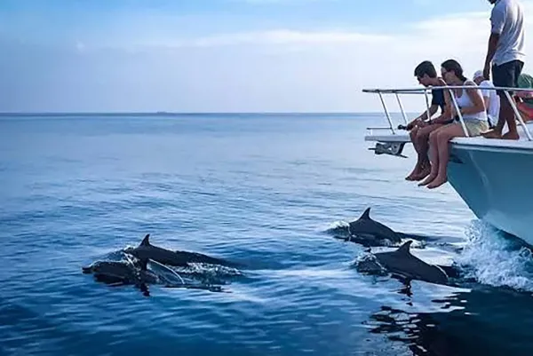 Vaavu Dolphins Watching and Cruising