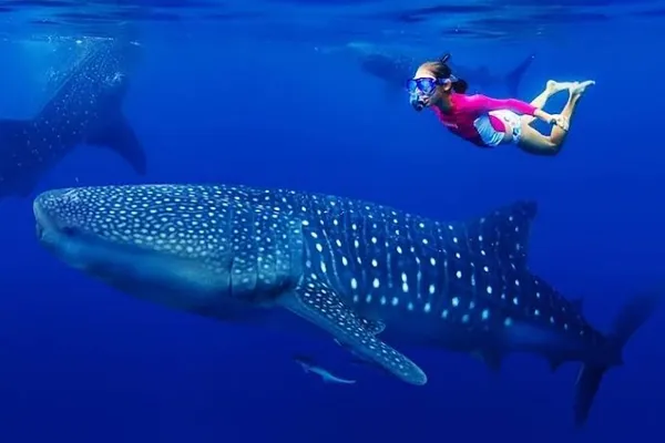 Meet the Whale Sharks