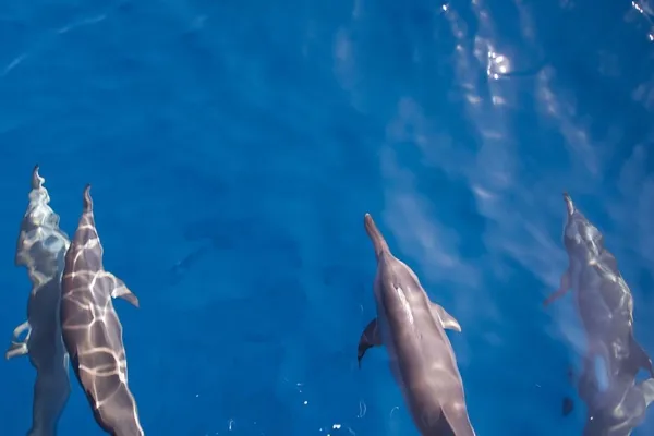 Sunset & Dolphin Cruise