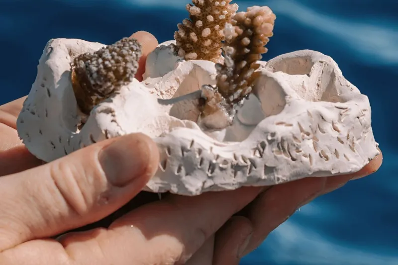 Ceramics and Coral Conservation Workshop