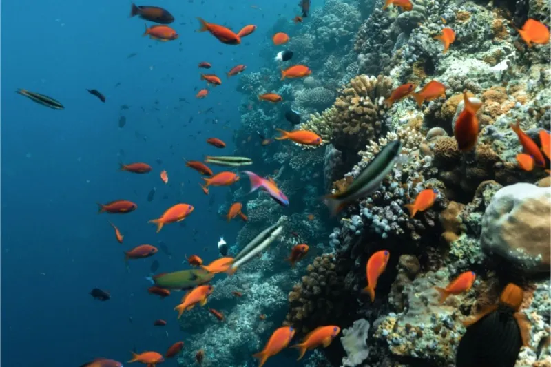 Diving
