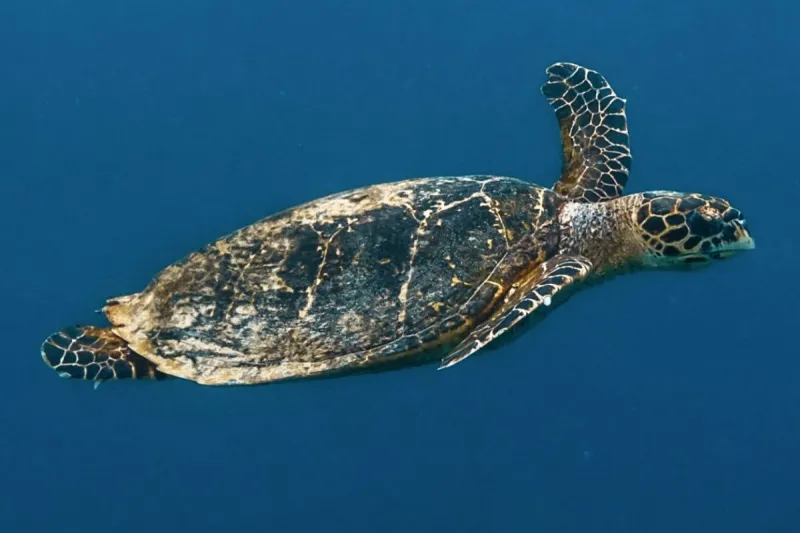 Snorkeling