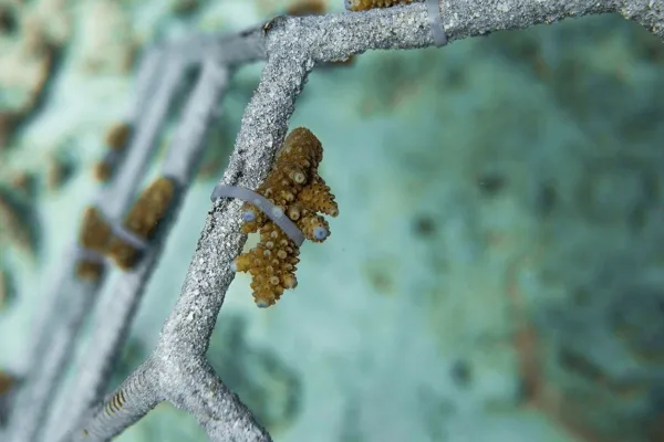 Adopt a Coral