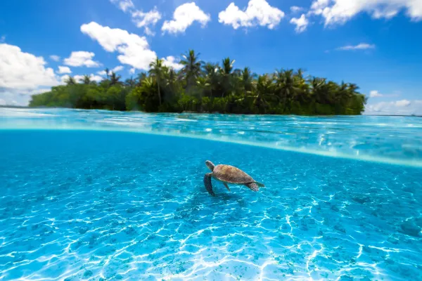 Unlimited Diving and Snorkelling
