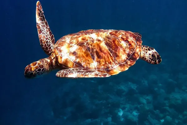 Diving