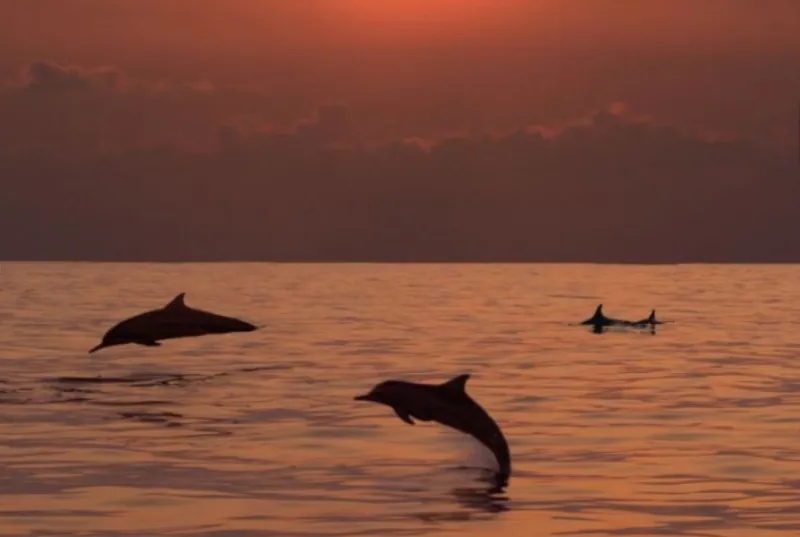 Dolphin Cruise?