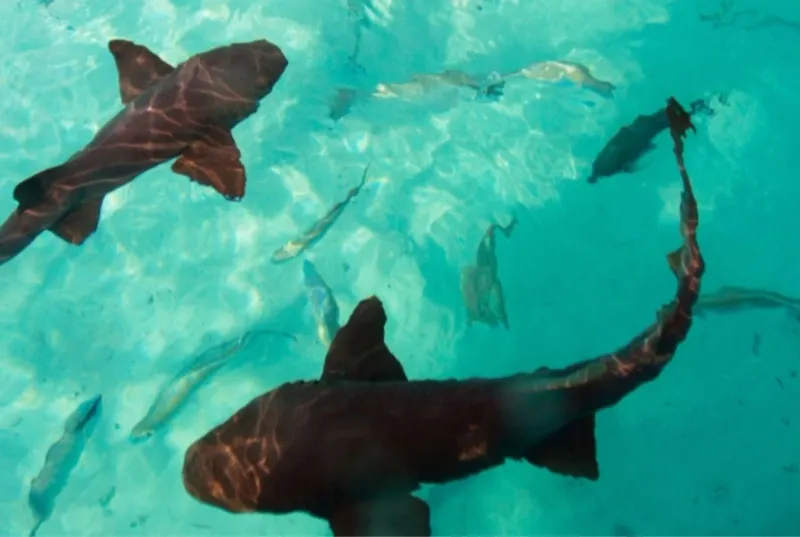 Nurse Shark Adventure