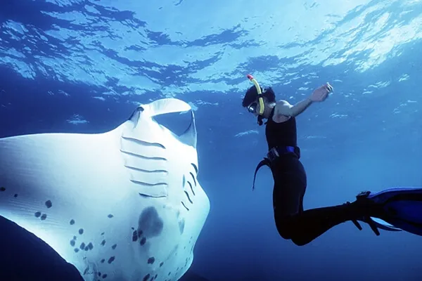 Manta Ray Watching