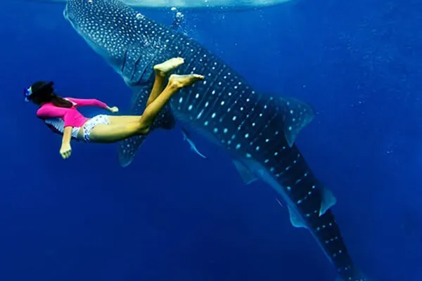 Whale Shark Expedition