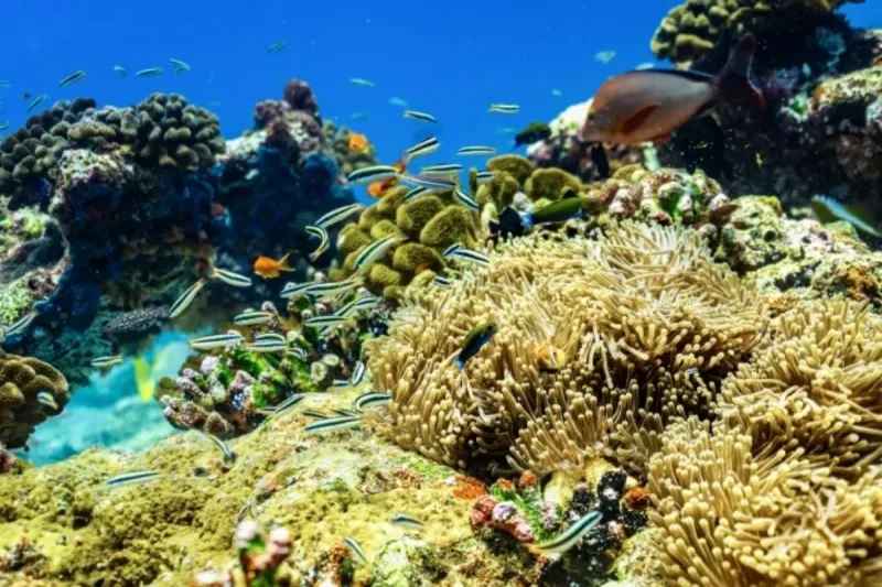 Marine Conservation 