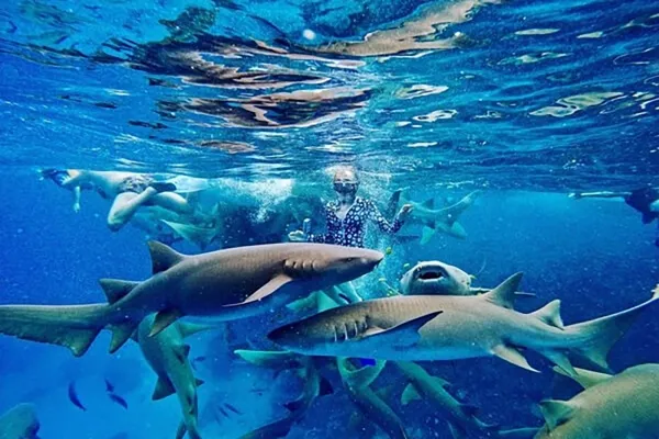 Shark Bay Trip
