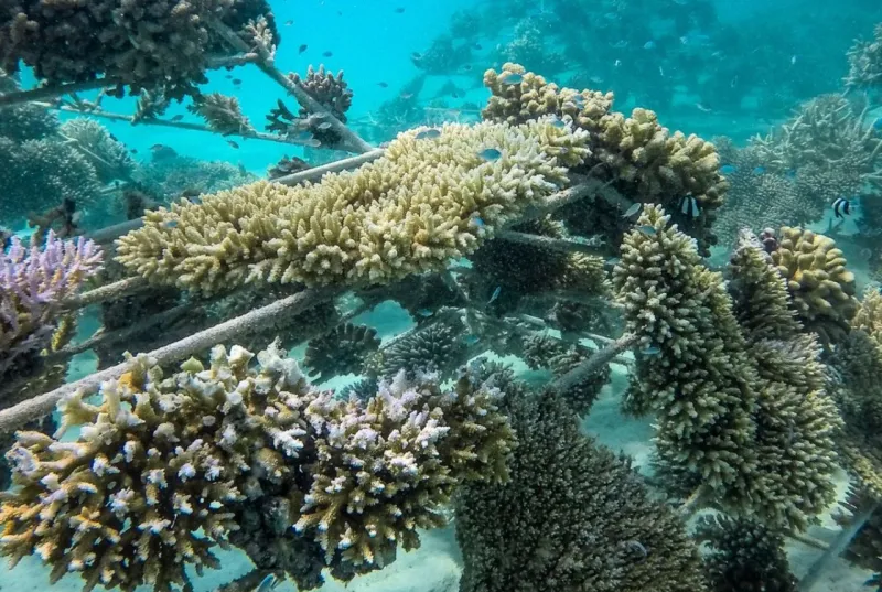 Coral Propagation Project