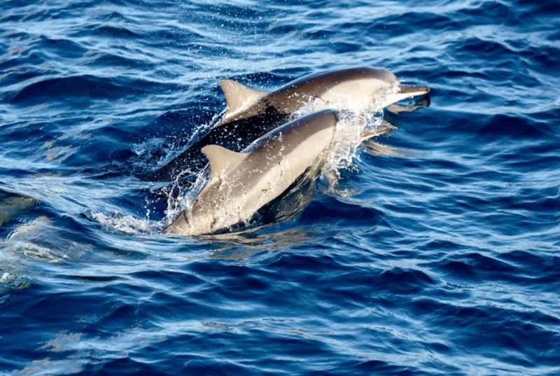 Sunset Dolphin Cruise