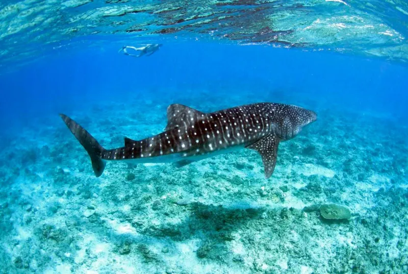 Whale Shark & Manta Ray Excursions