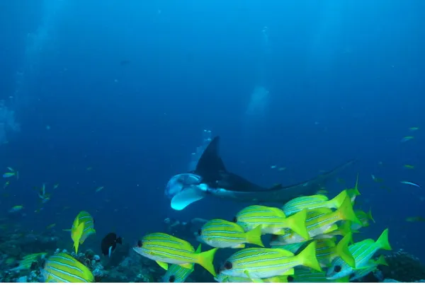 Diving