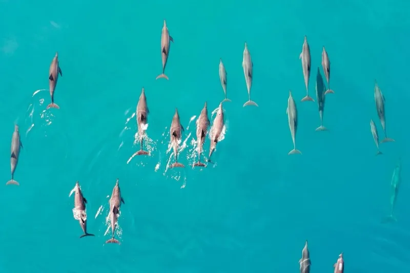 Dhoni Sunset Dolphin Cruise