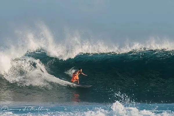 Chickens Surfing