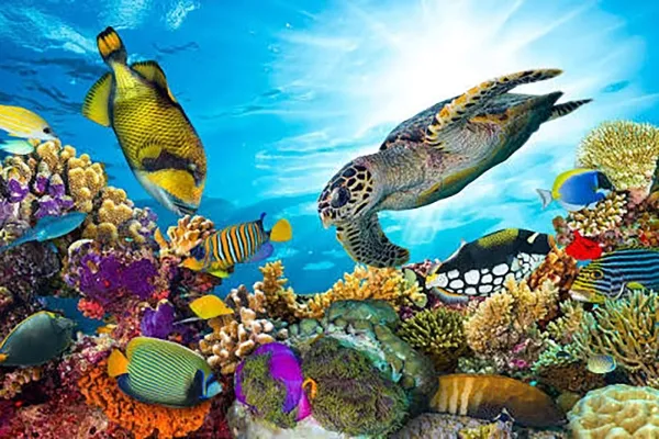 Coral Garden Snorkeling
