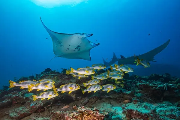 House Reef Manta Search