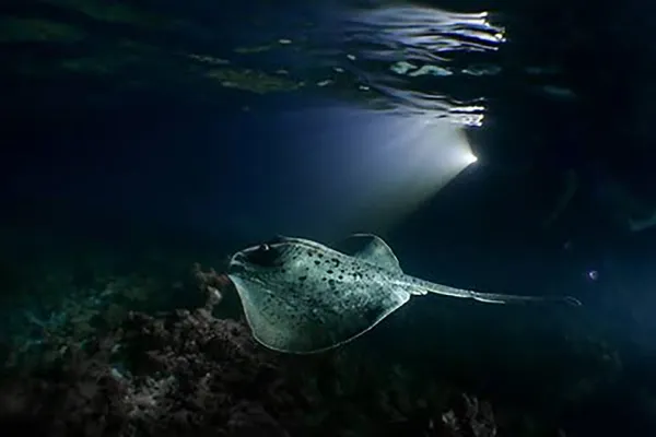 Night Snorkeling