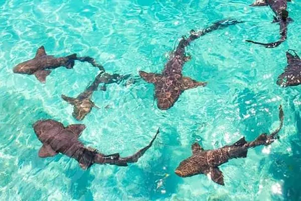 Nurse Shark Snorkeling
