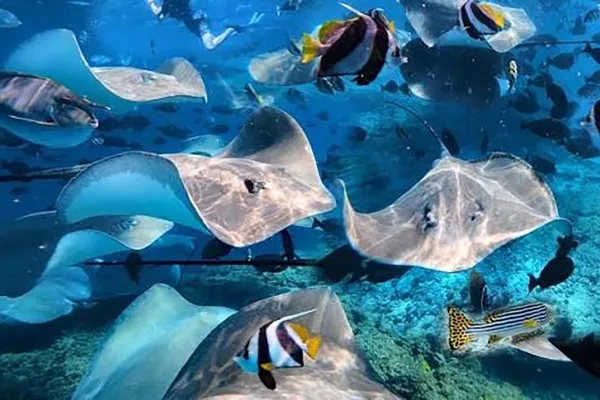 Stingray Point Snorkeling