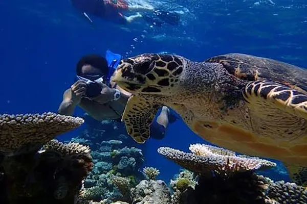 Turtle Reef Snorkeling