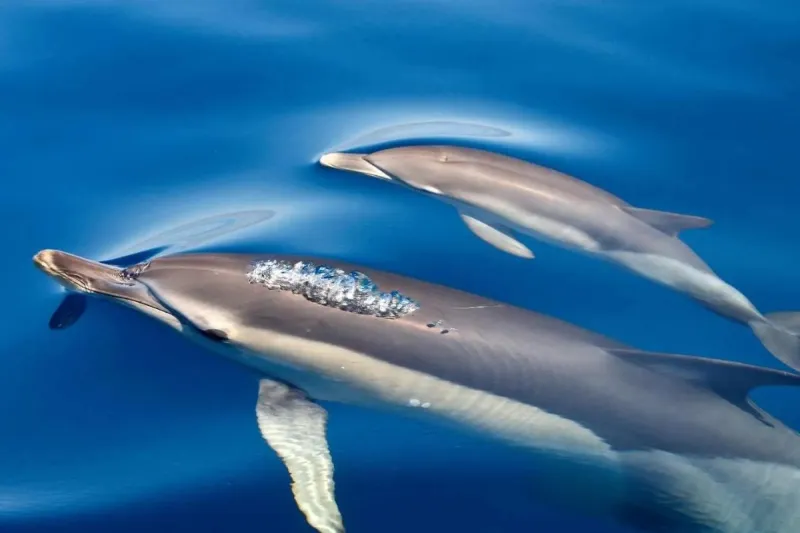 Dolphin Cruise