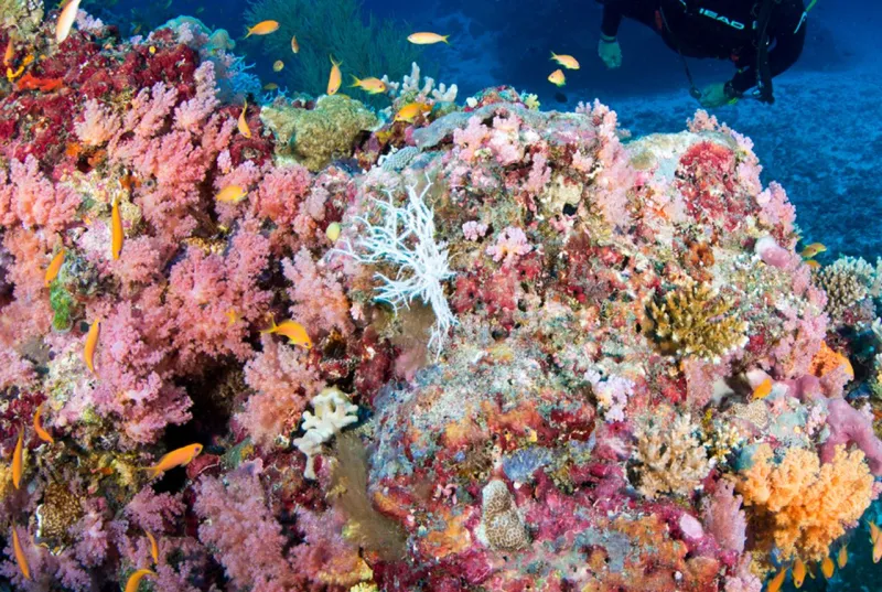 House Reef Snorkeling