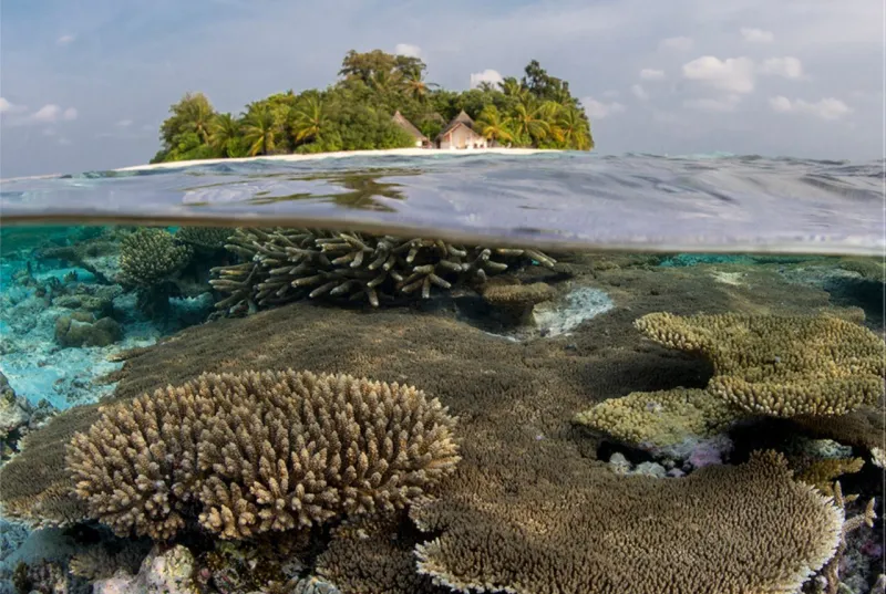 Snorkeling Experience with Marine Biologist