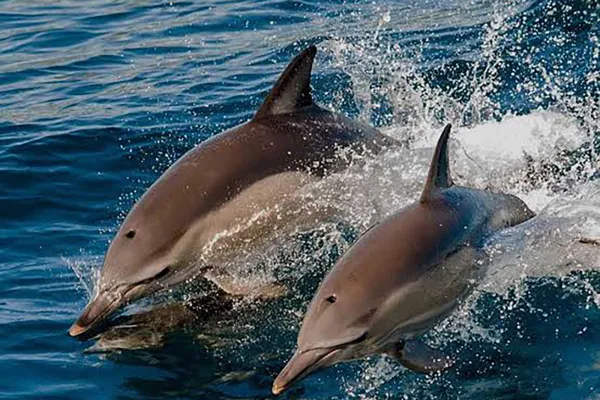 Dolphin Cruise