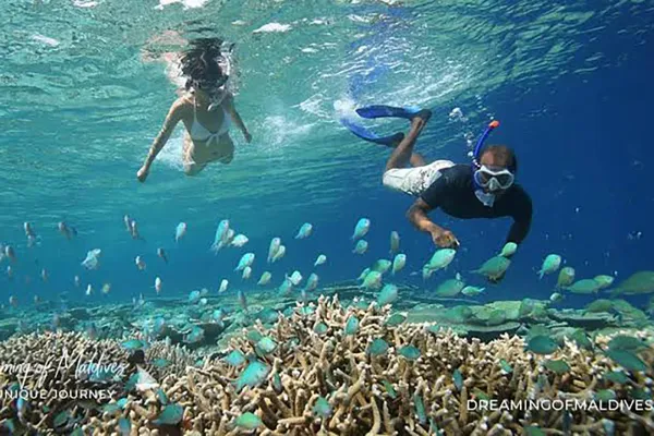 Guided Snorkel