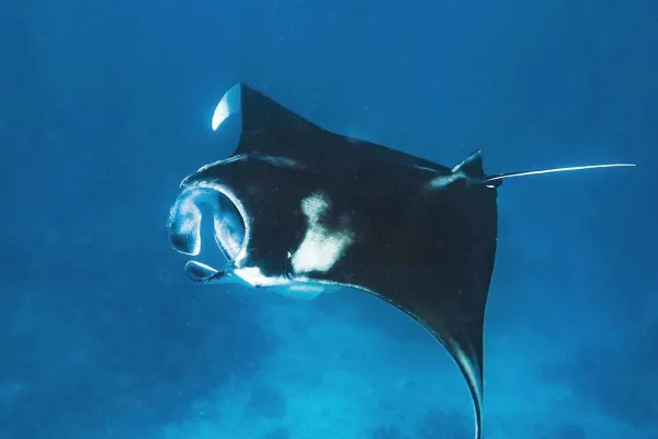 Manta Ray Snorkel