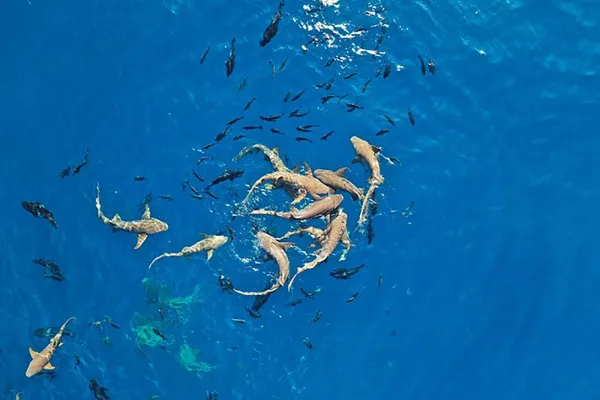 Nurse Shark Snorkeling / Local Island Visit