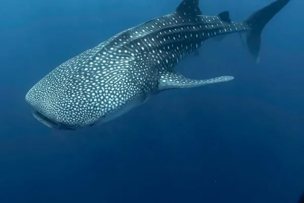 Whale Shark Snorkeling