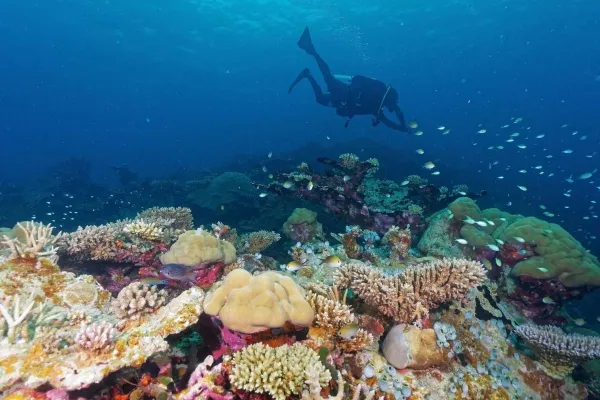 Diving