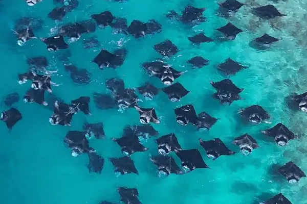 Manta Experience: UNESCO Biosphere Reserve at Hanifaru Bay