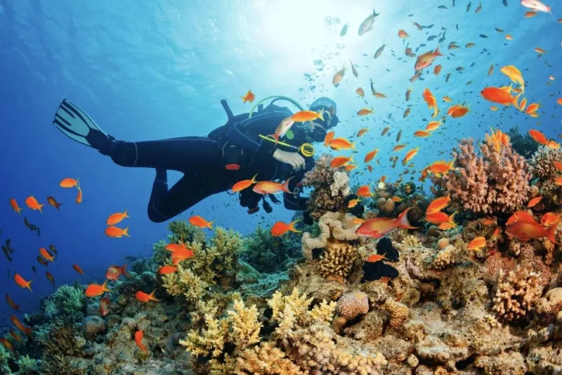Discover the Joy of Diving