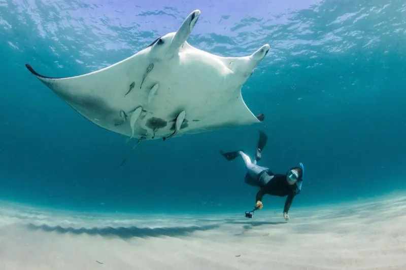 Meet the Mantas