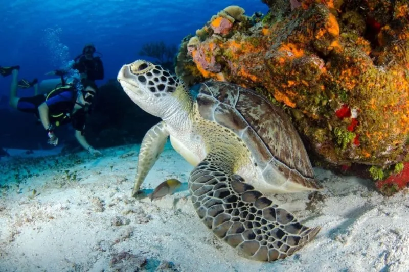 Snorkel with Turtles
