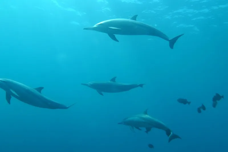 The Dance of the Dolphin