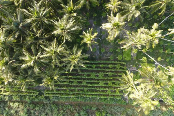 Agriculture Tour of Thoddoo