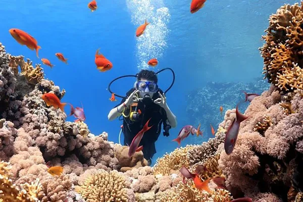 House Reef Dive
