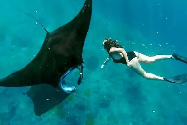 Manta Snorkel