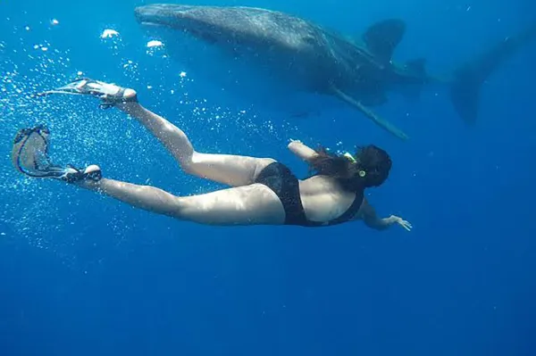 Whale Shark Snorkeling