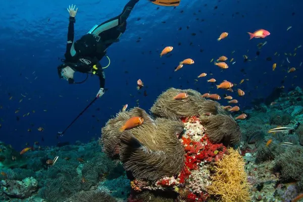 Fish Bank Snorkeling