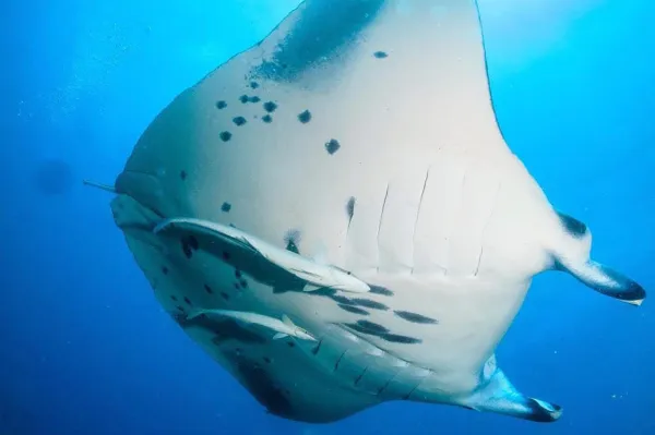 Manta Ray Snorkeling