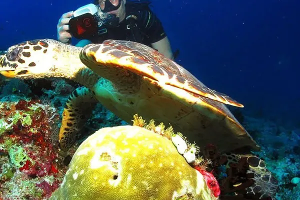 Turtle Point Snorkeling